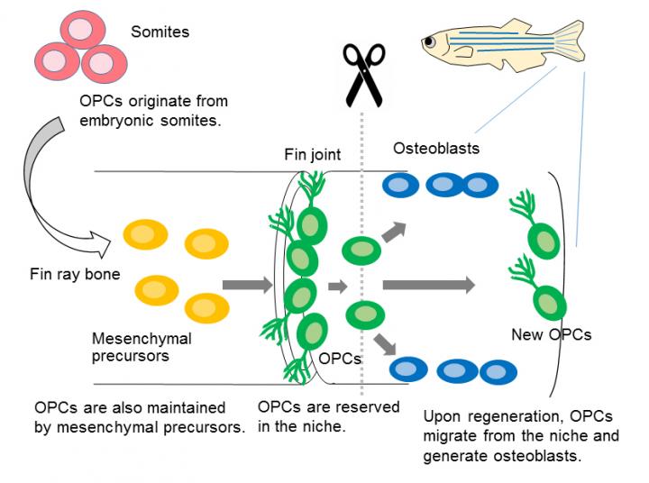 Summary of the Study