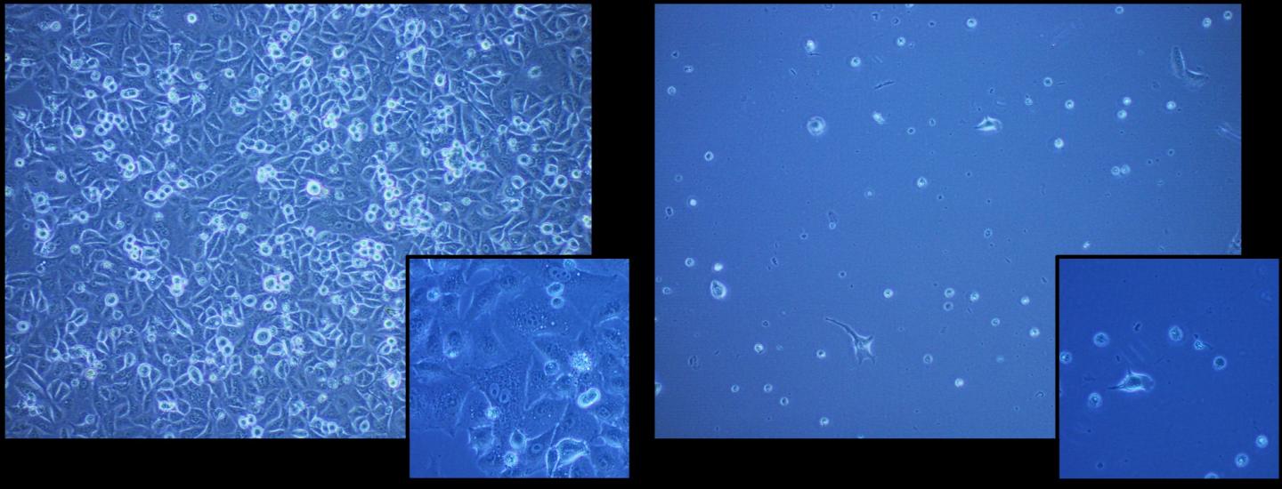 The Cells Frozen with the Polymer (Left) and without the Polymer (Right)