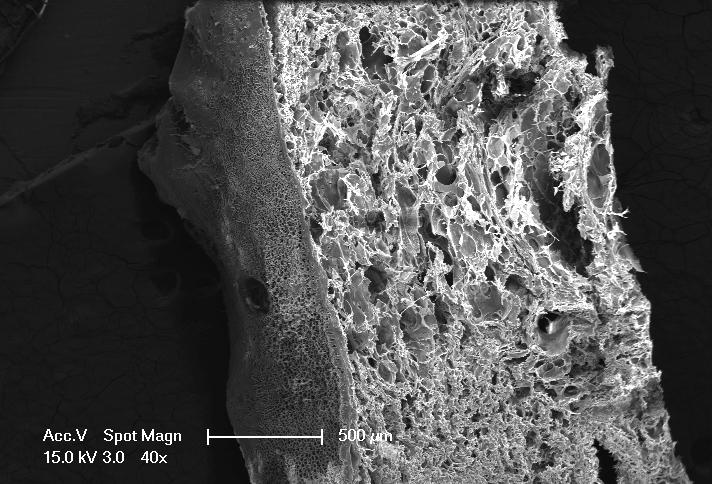 A Strong and Non-Toxic Glue Overcomes Hurdles in Surgical Applications (1 of 8)