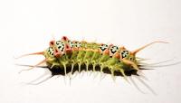 The Very Venomous Caterpillar (1 of 2)