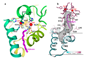 close up of AlkB active site