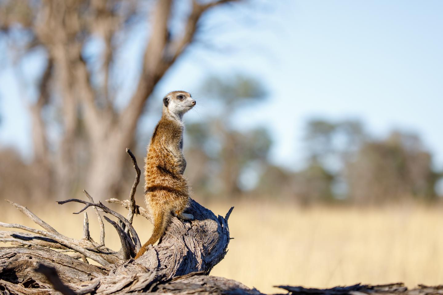 When It Comes to a Meerkat's Resilience to Climate Change, Timing Matters (7 of 10)