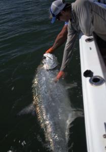 Aaron Adams Tarpon Amelia Island