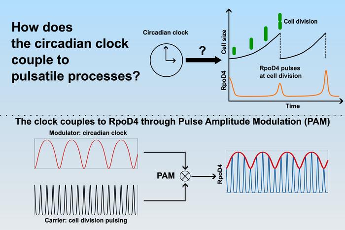 How the cyanobacterial circadian clock couples to pulsatile processes