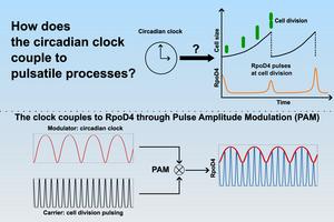 How the cyanobacterial circadian clock couples to pulsatile processes