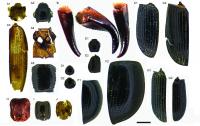 Photo Micrographs of the Invertebrate Fossil Taxa in Sediment Cores