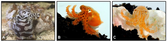 Individually unique, fixed stripe configurations of Octopus chierchiae allow for photoidentification in long-term studies