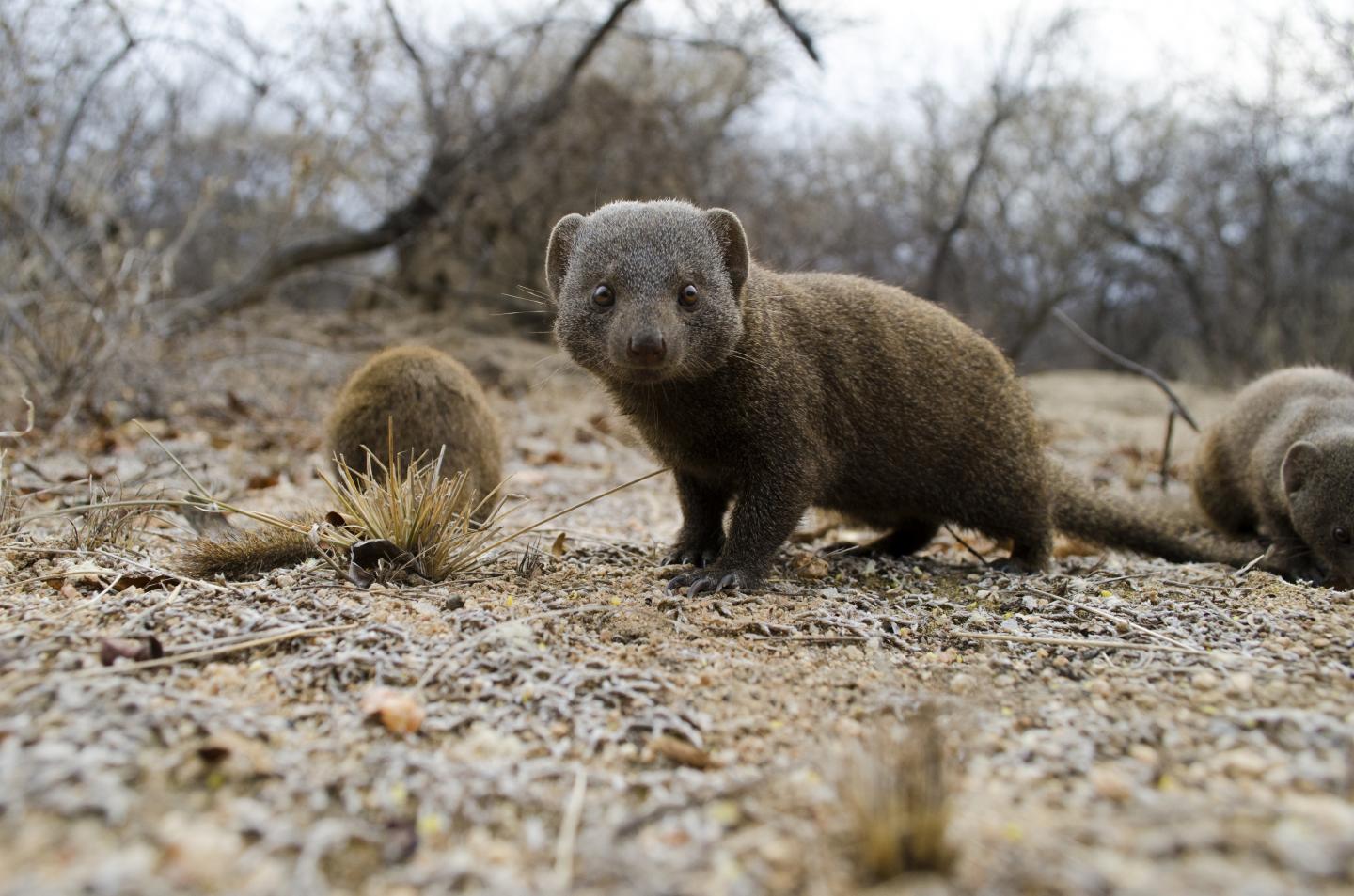 Mongooses -- Group Foraging