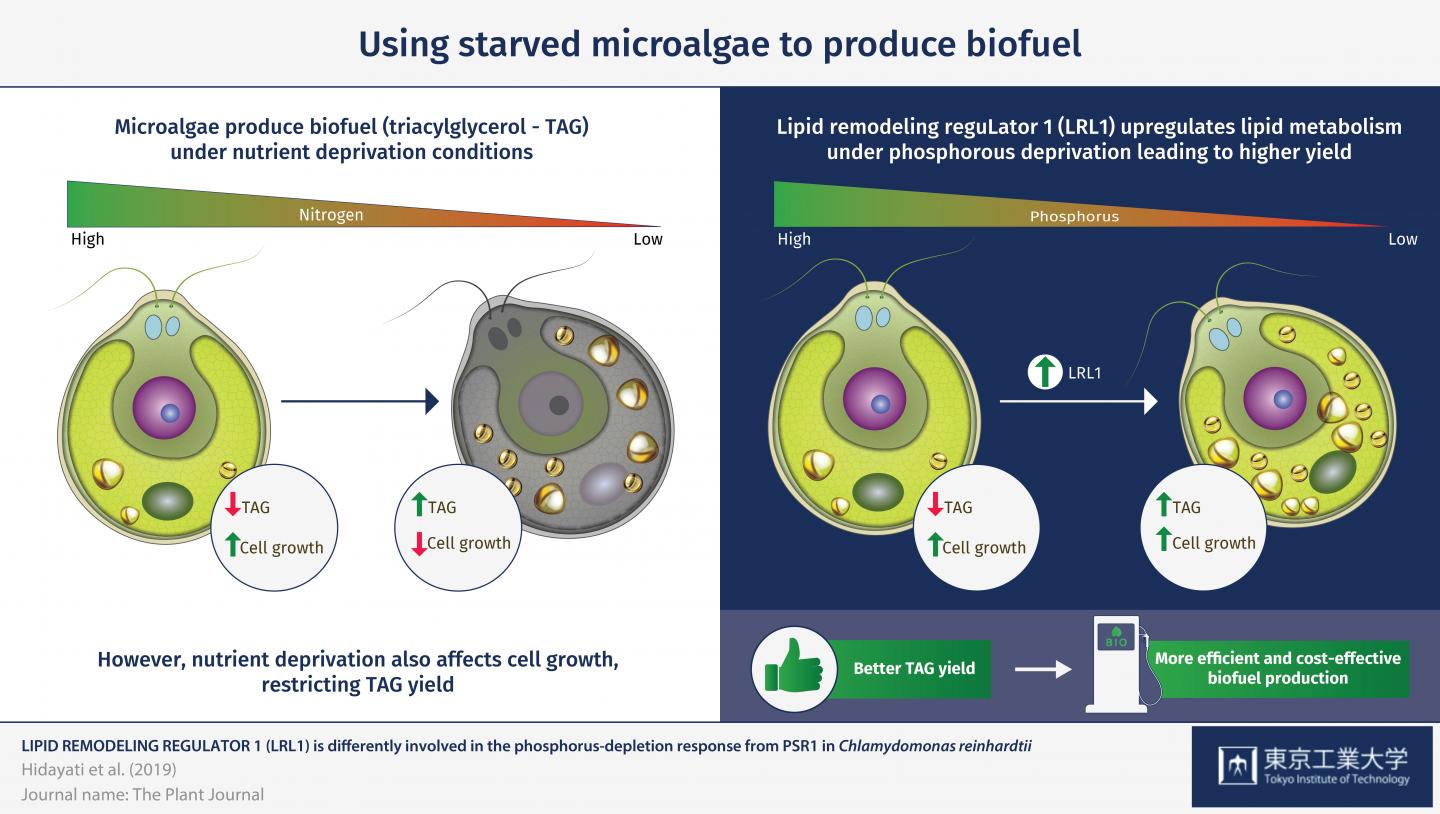 Growth dynamics of Chlamydomonas biconvexaEmbrapa