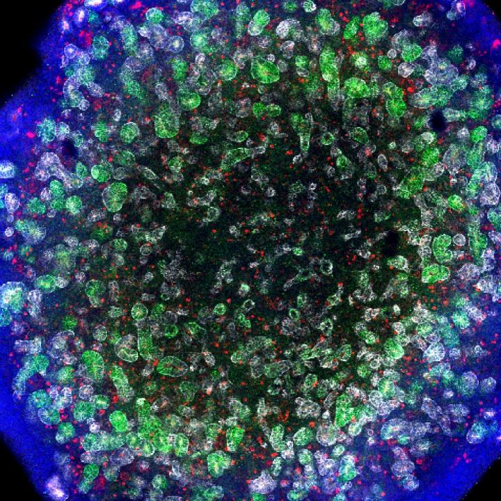 Kidney Organoid Image Eurekalert Science News Releases