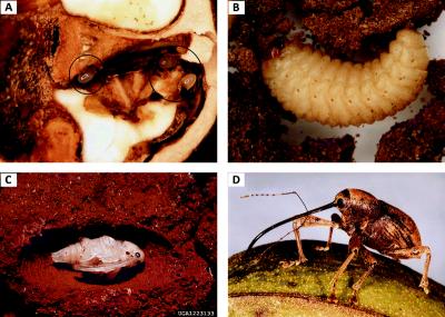 4 Life Stages of the Pecan Weevil