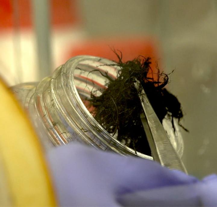 Researchers Have Confirmed that Flexible, Conductive Fibers Made of Carbon Nanotubes