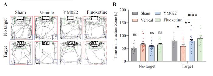 Diagram of the YM022-treated mice