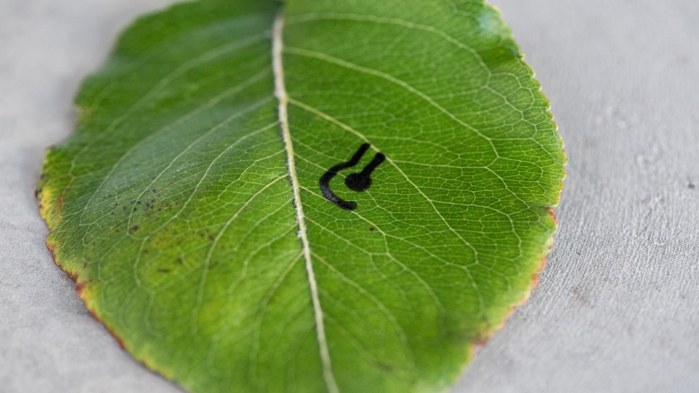 Sensor on Leaf Close Up