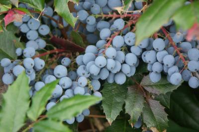 <I>Mahonia aquifolium</I>