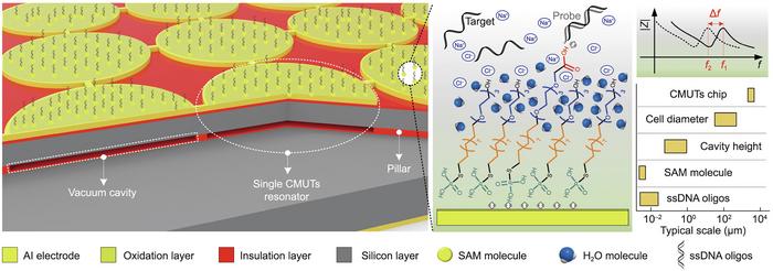 Schematic of a novel CMUTs-based label-free biosensor with aluminum electrodes to detect single-stranded DNA oligonucleotides.