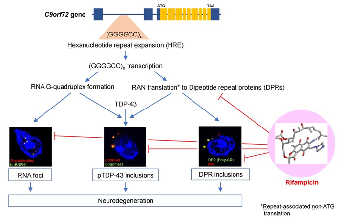 Rifampicin’s effectiveness in suppressing the onset and progression of C9orf72-induced neurodegenerative diseases