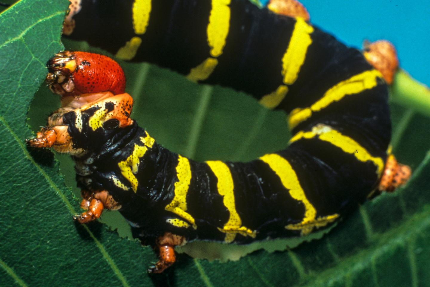 Caterpillar Herbivory