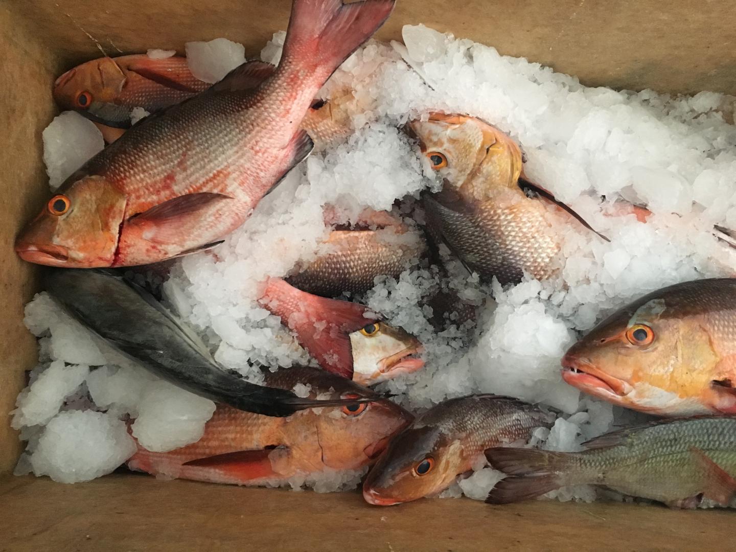 Market Fish in Palau