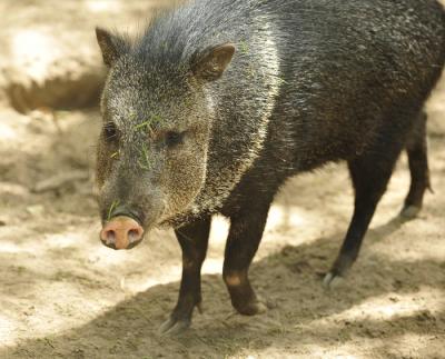 Collared Peccary