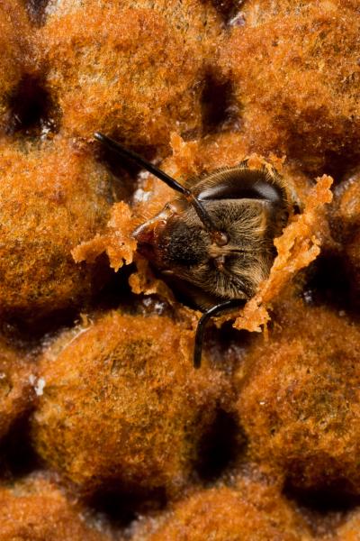 Honey Bees May Help Scientists Understand Food-Related Behavior and Metabolism.