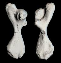 3-D Scans of a Reunited Turtle Bone