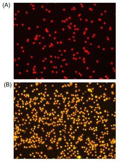 True Color Fluorescence Microscopy Images