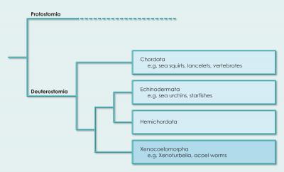 Modified Phylogeny