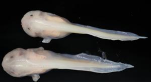 The deepest vertebrate in the ocean, the hadal snailfish (Pseudoliparis swirei) lives at a depth of 6,000-8,000 metres.