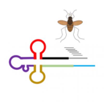 tRNA Fragments in Mosquitos May Play Role in Spreading Disease