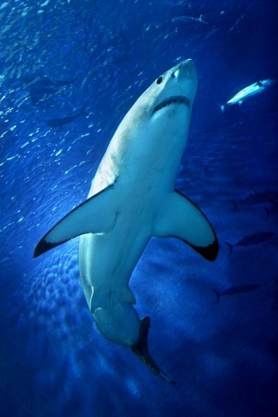 Juvenile Great White Shark