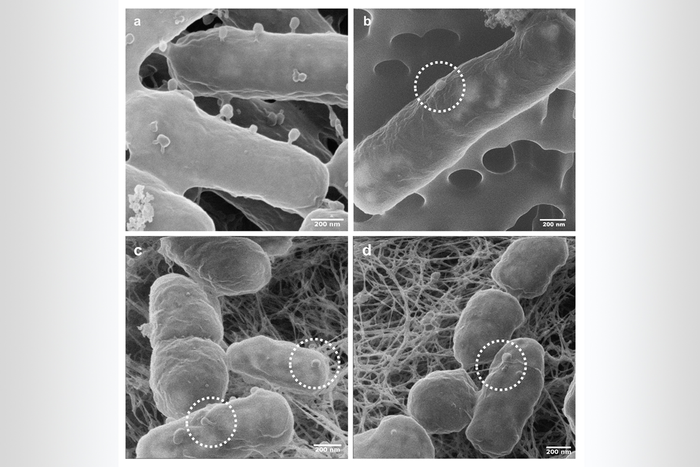 Visualisierung der Adsorption von Phagen an E. coli-Bakterien.