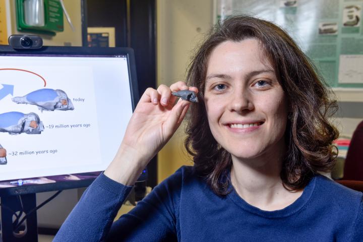 Palaeontologist Uses 3D Models to Explore Brain Evolution in Rodents and Primates 3