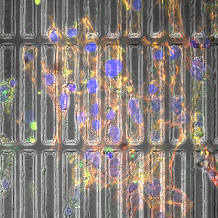 Cardiomyocyte Growth Substrate