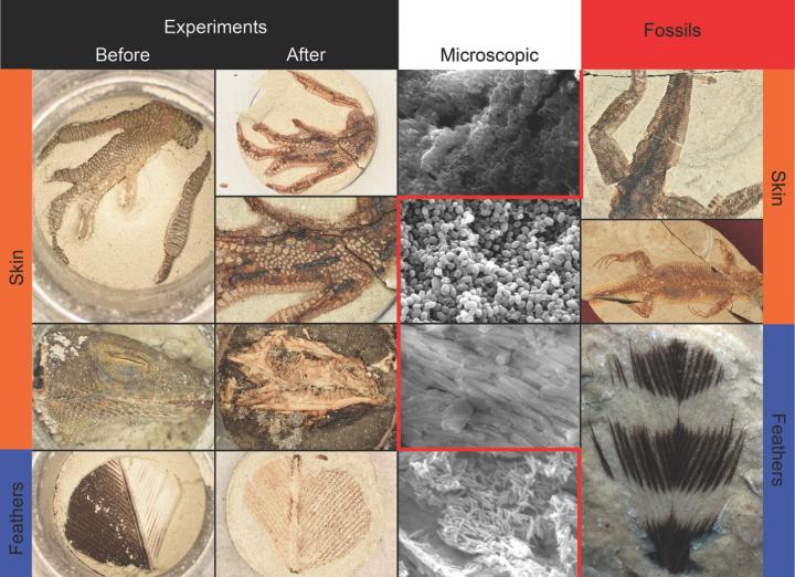 Experimental Samples Compared to Fossils down to the Microscopic Structure of Melanosomes