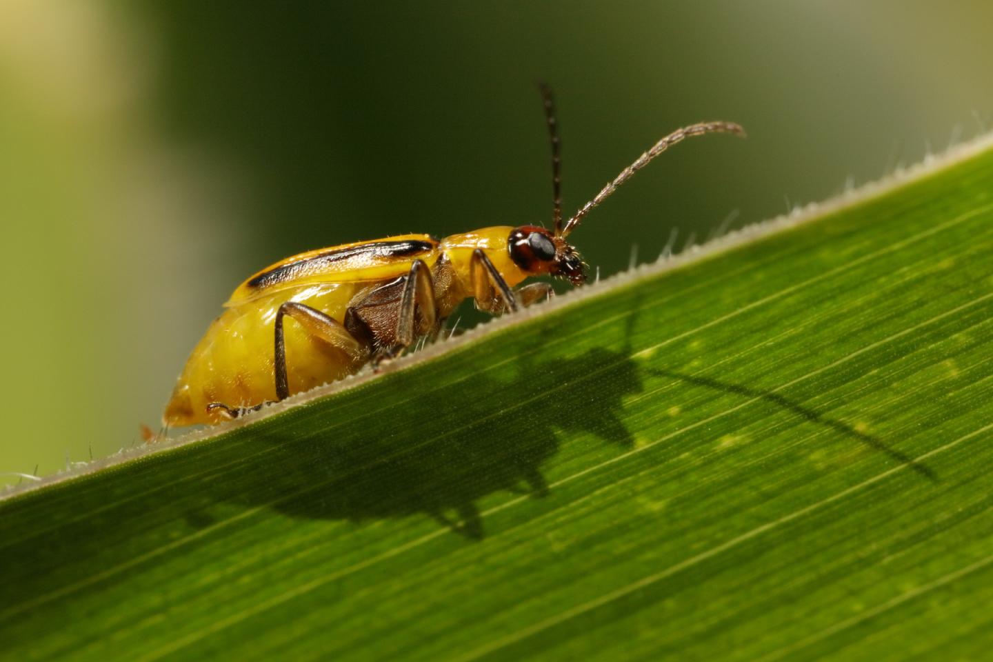 Western Corn Rootworm Beetle on a Corn Leaf