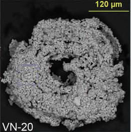 <I>Ammodiscus kalhori</I>