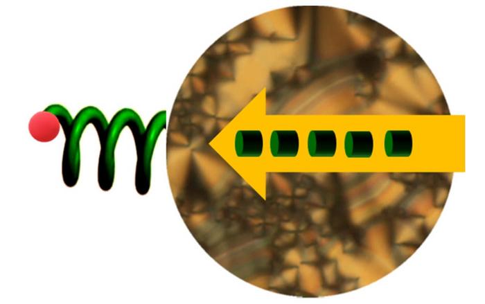 Asymmetric Living Polymerization in Liquid Crystal