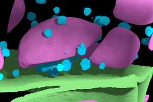 3D perspective of chloroplast starch