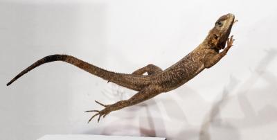 Leaping Agama Lizard