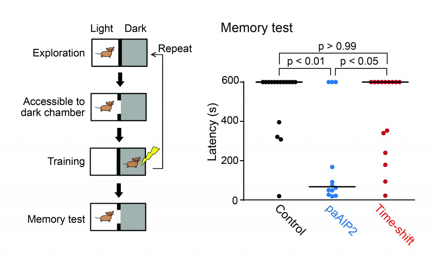 光照射でマウスの記憶形成を阻害する。 