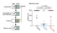 光照射でマウスの記憶形成を阻害する。 