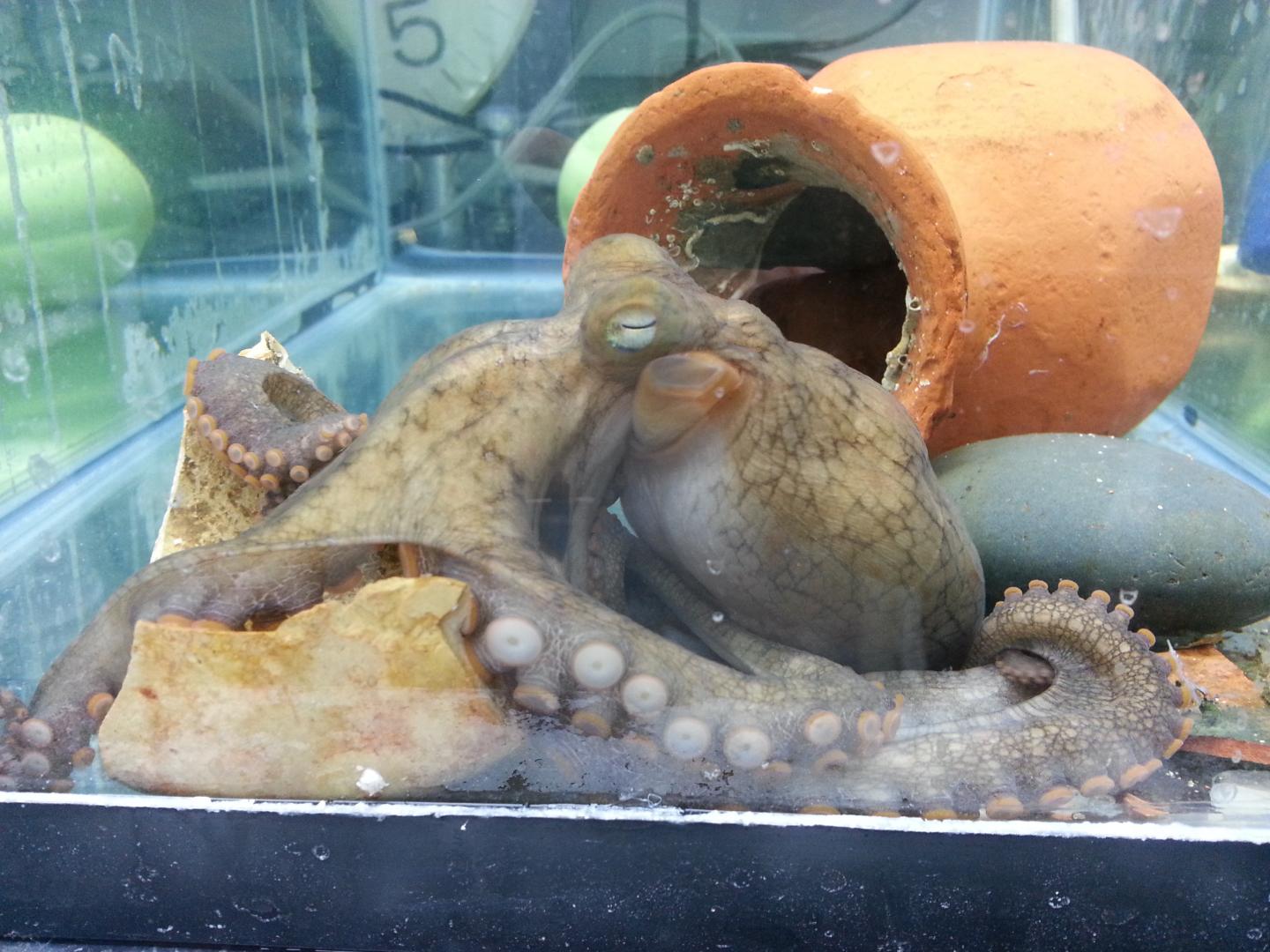 Octopus (2 of 2)