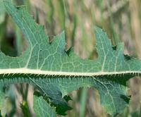 Prickly Lettuce Spines