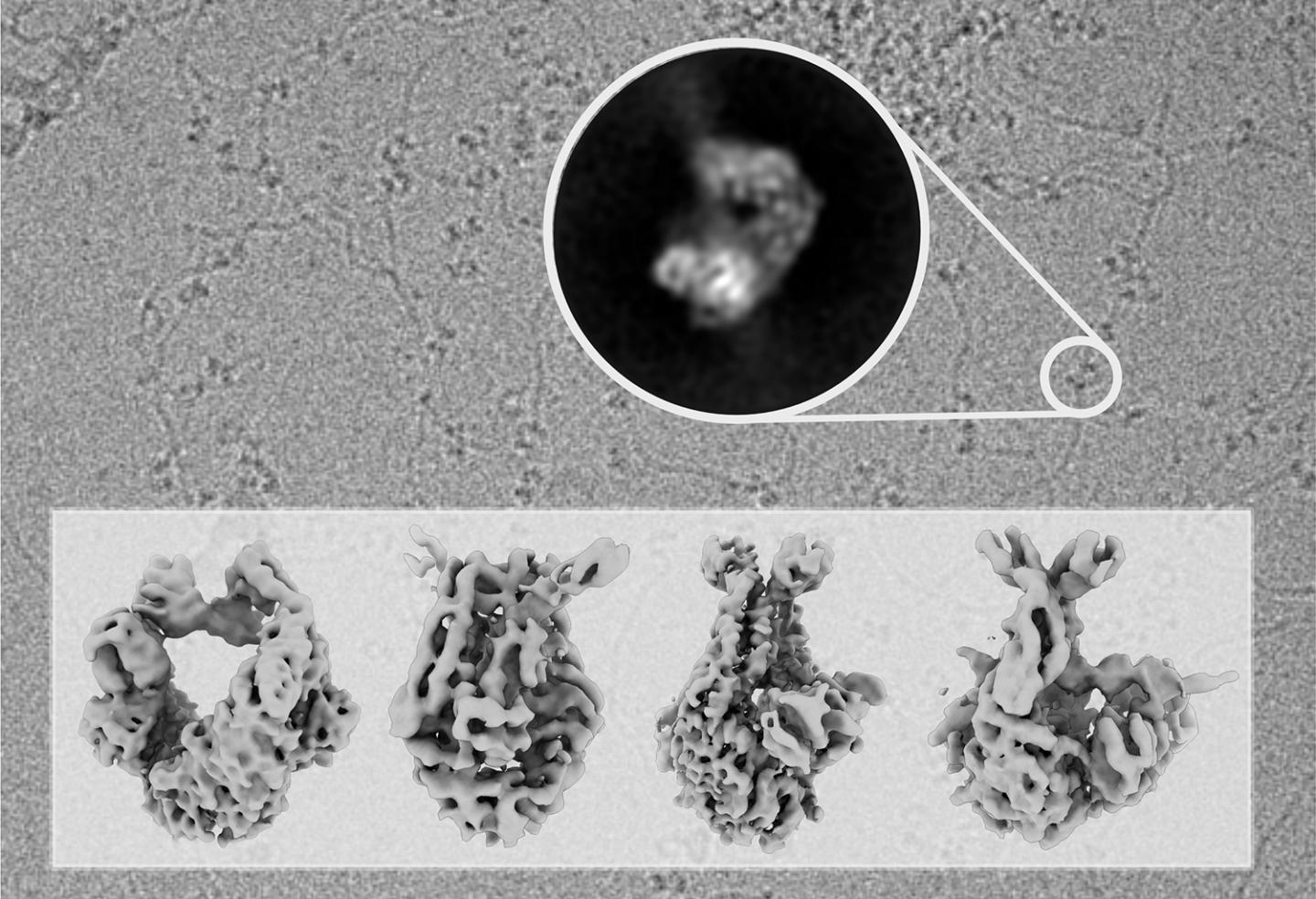 electron microscope images of dna