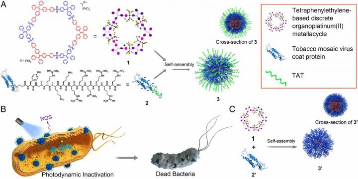 Membrane Intercalation Enhances Photodynamic Bacteria Inactivation