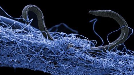 A Nematode (Eukaryote) in a Biofilm of Microorganisms