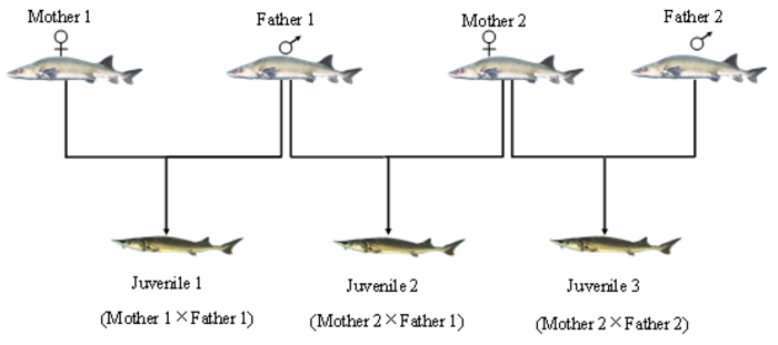 The pictures of Chinese sturgeon are cited from the manual of Species Identification for Cultured Sturgeons in China