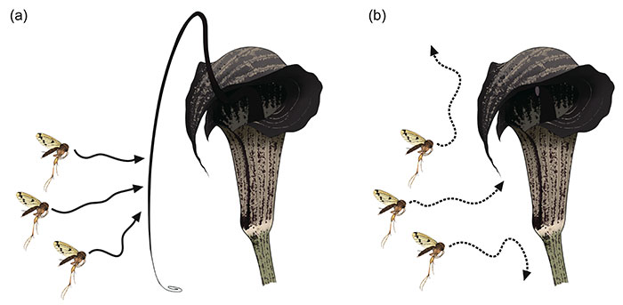 Figure 4: The function of the ‘fishing rod’ as revealed by this study