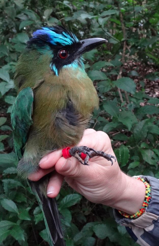 Blue-diademed Motmot